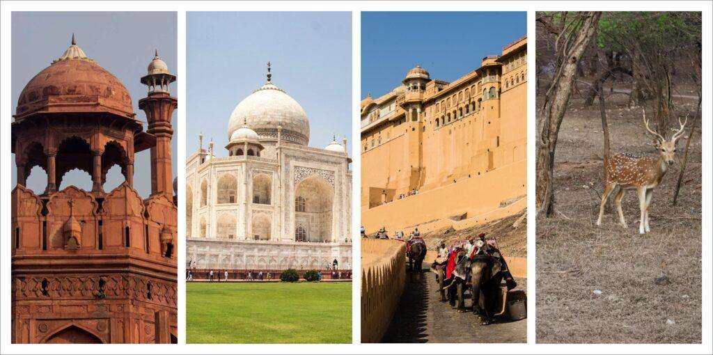 A collage of four images showcasing different styles: The red fort of Delhi, the Taj Mahal of Agra, the Albert Fort of Jaipur and a spotted dear in ramthambore national park. These are the main attraction point of Golden Triangle Tour Package with Ranthambore from Delhi.