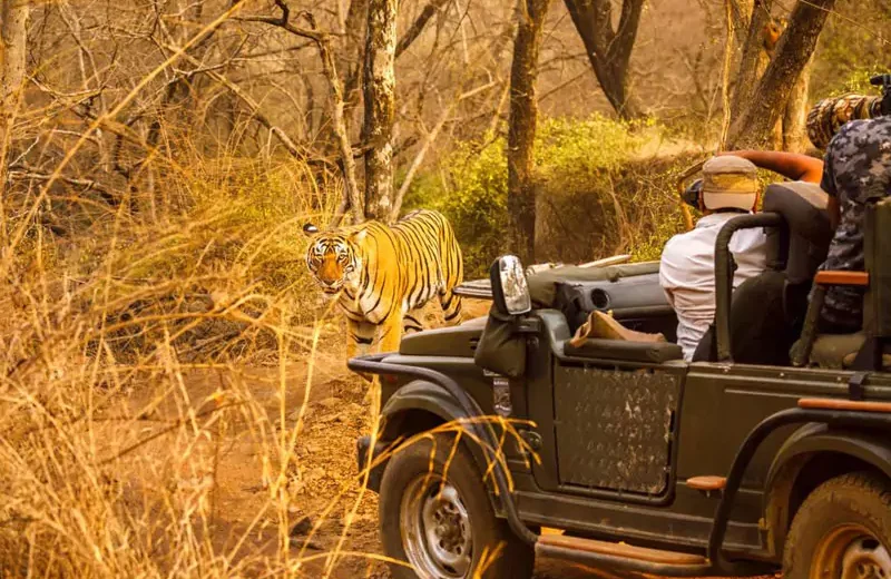 Golden Triangle Tour With Ranthambore