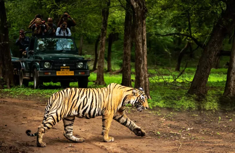 Ranthambore Tiger Safari Day Trip from Jaipur
