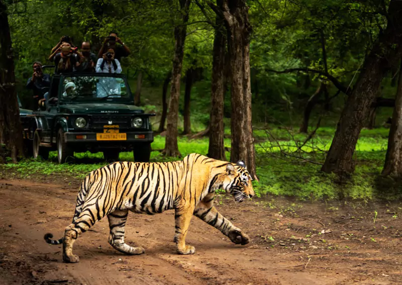 Ranthambore Tiger Safari Day Trip from Jaipur
