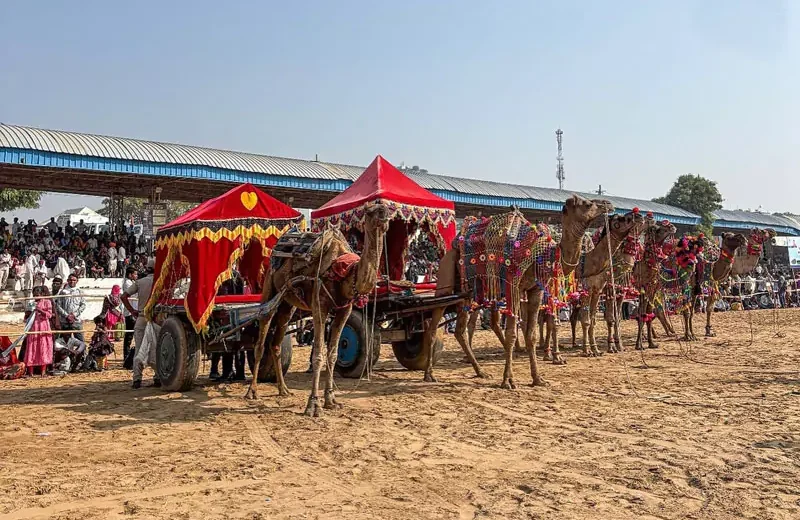 Sacred Pushkar Day Tour from Jaipur