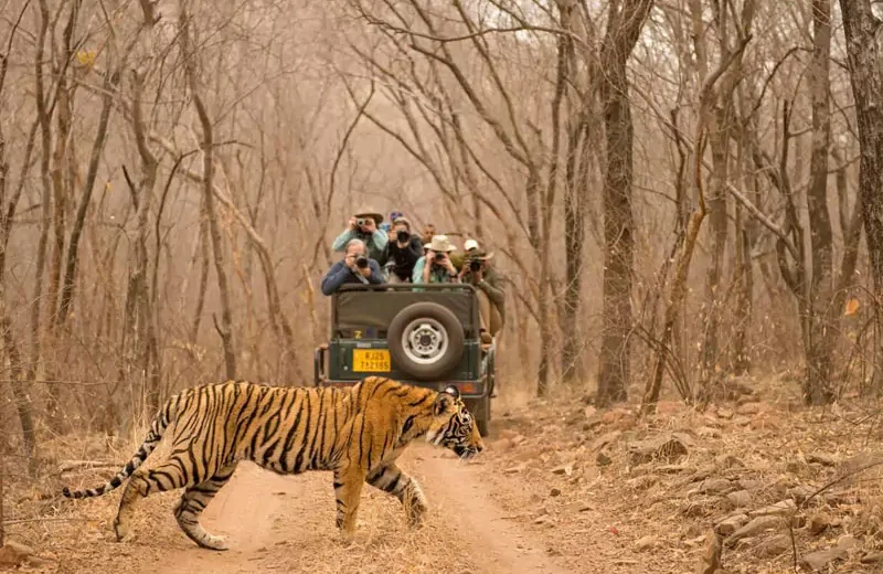 Rajasthan Wildlife Tour