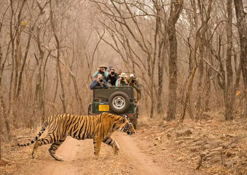 Rajasthan Wildlife Tour