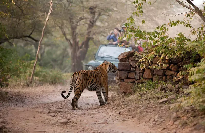 Golden Triangle Tour with Rajasthan Wildlife