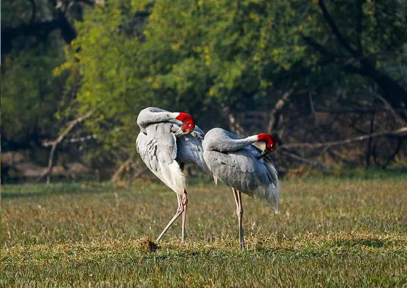 Golden Triangle Tour with Sariska & Bharatpur
