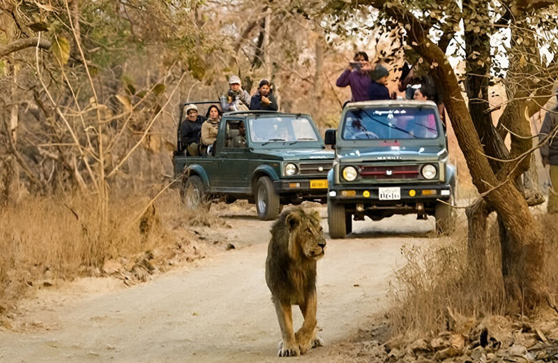 Golden Triangle Tour with Ahmedabad & Sasan Gir
