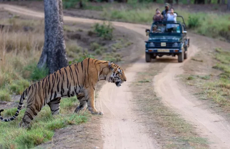 Golden Triangle with Central India Wildlife Trail