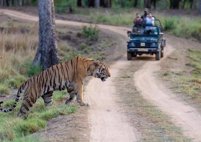 Golden Triangle with Central India Wildlife Trail